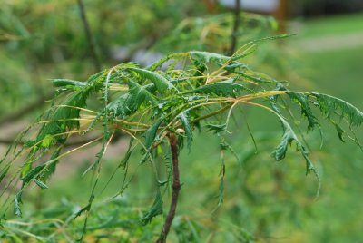Aesculus hippocastanum 'Laciniata' - jírovec maďal 'Laciniata' - jarní výhonky